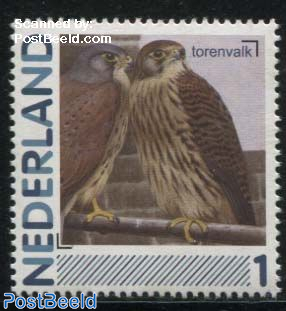 Birds, Torenvalk 1v (Falco tinnunculus)