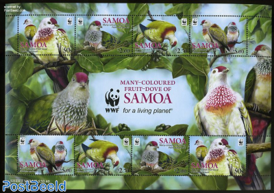 Fruit-Dove of Samoa, WWF m/s