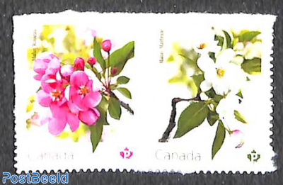 Crabapple blossoms 2v s-a