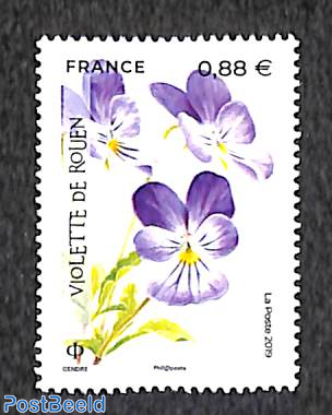 Violette de Rouen 1v