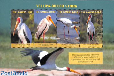 Yellow-Billed Stork 4v m/s