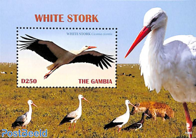 White Stork s/s