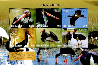 Black Stork 6v m/s