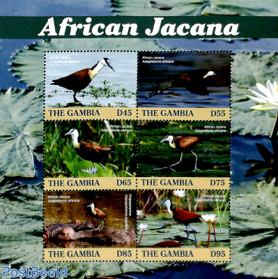 African Jacana 6v m/s