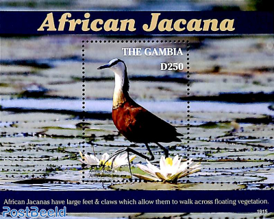 African Jacana s/s