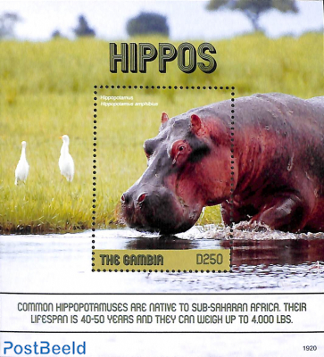 Hippos s/s