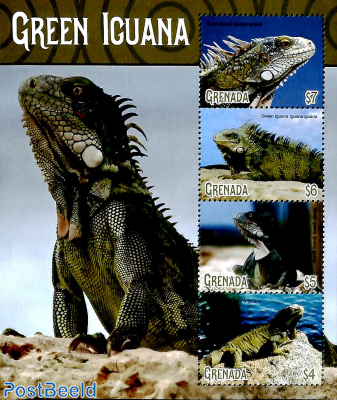 Green Iguana 4v m/s
