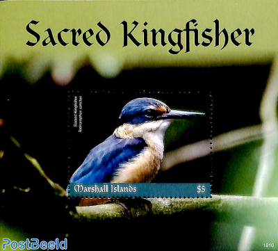 Sacred kingfisher s/s