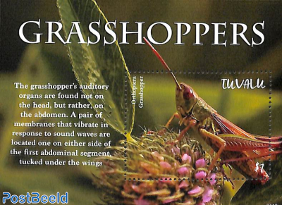 Grasshoppers s/s