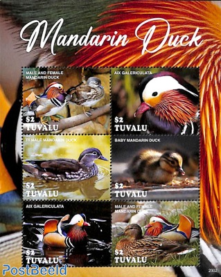 Mandarin Duck 6v m/s