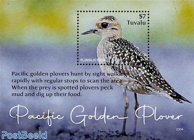 Pacific Golden Plover s/s