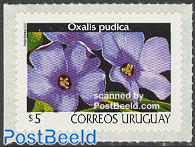 Flower, Oxalis Pudica 1v