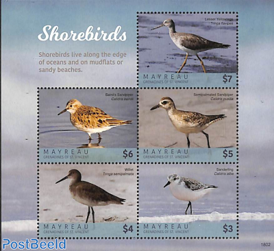 Shorebirds 5v m/s
