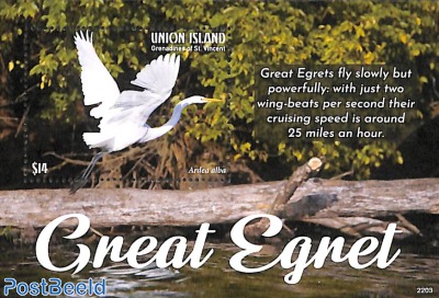 Great Egret s/s