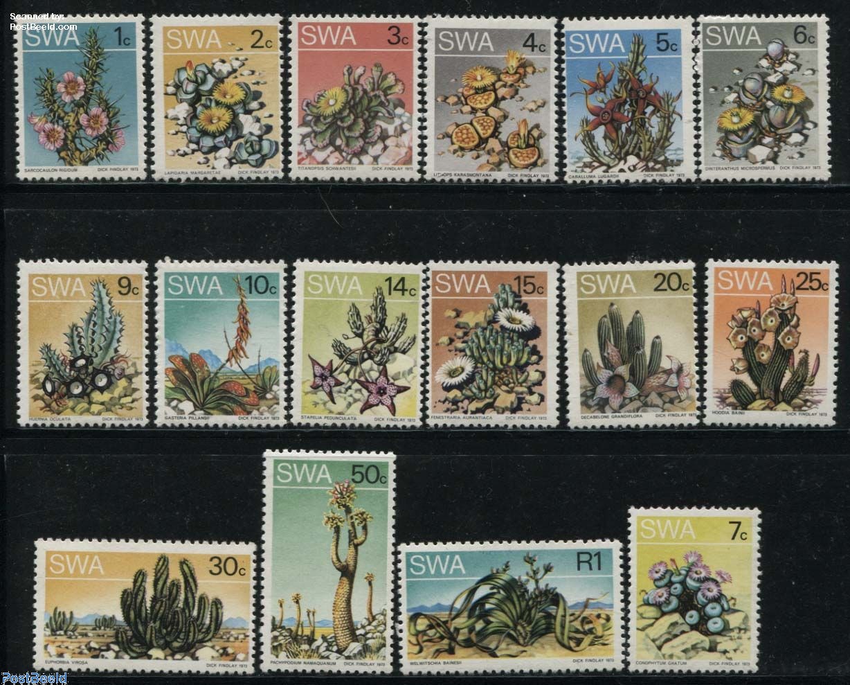 Cactus flowers 16v