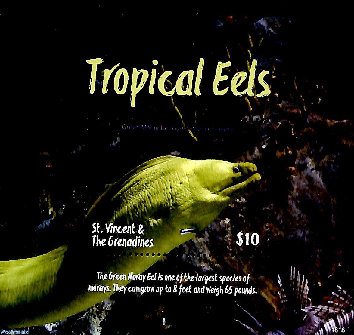 Tropical eels deals